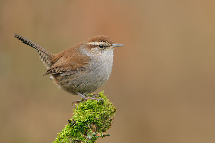 Bewick's Wren