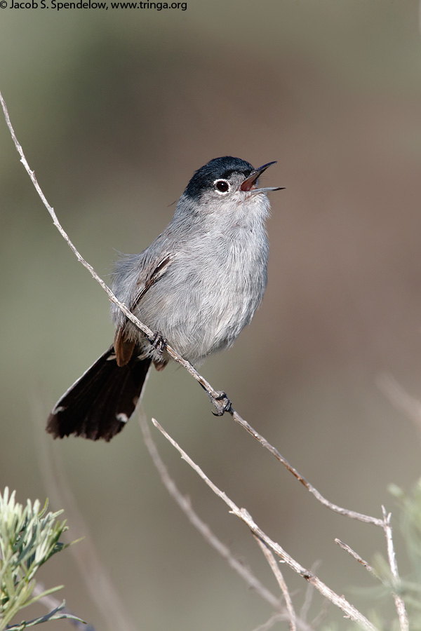 California Gnatcatcher