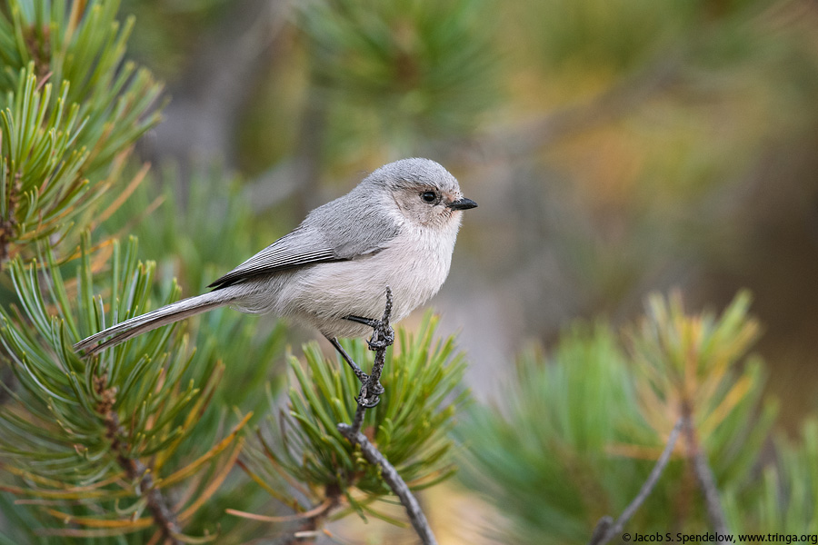Bushtit
