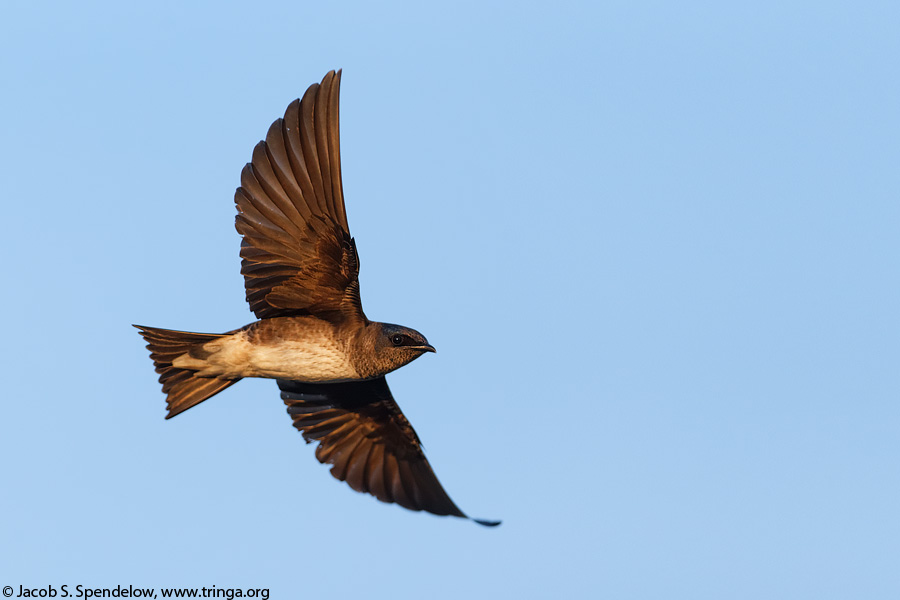 Purple Martin