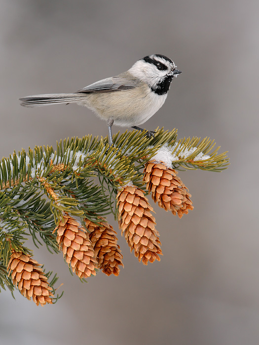 Mountain Chickadee