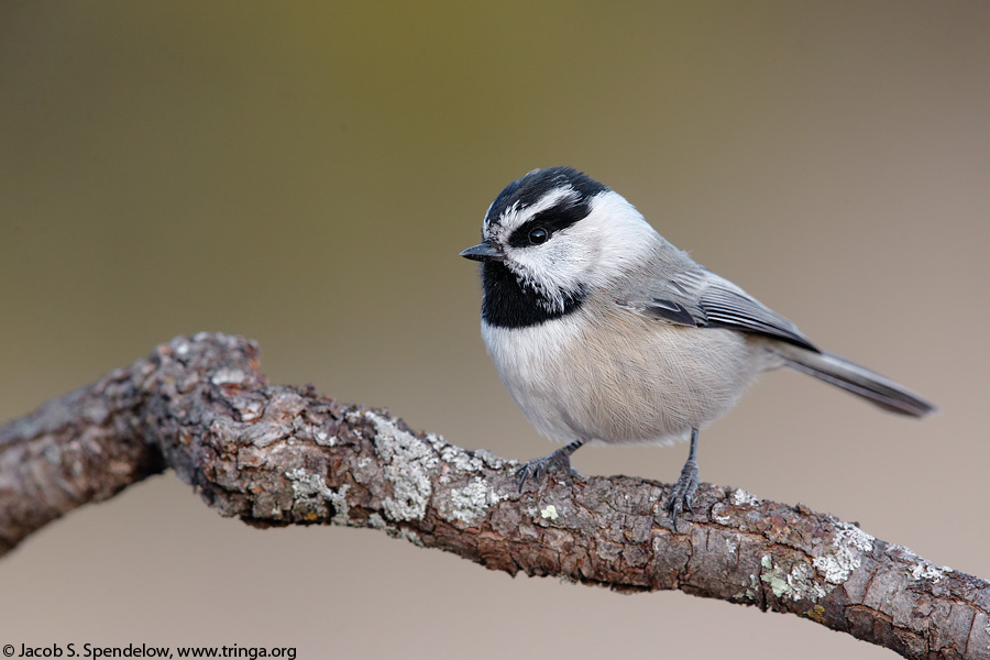 Mountain Chickadee