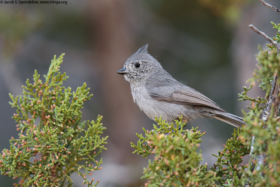 Juniper Titmouse