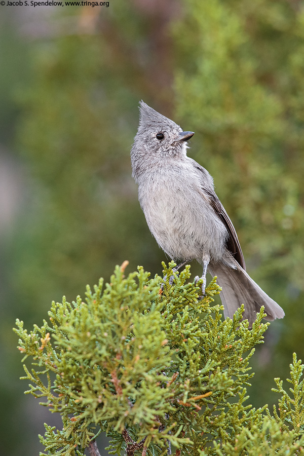 Juniper Titmouse