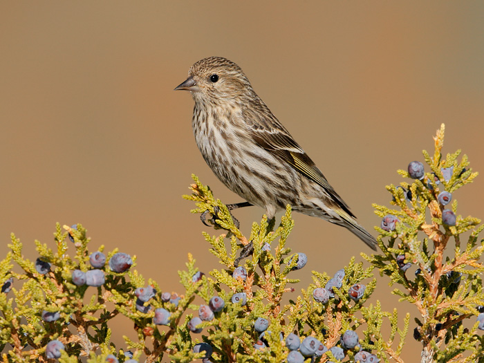 Pine Siskin