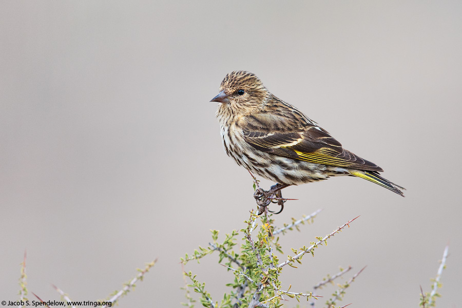 Pine Siskin