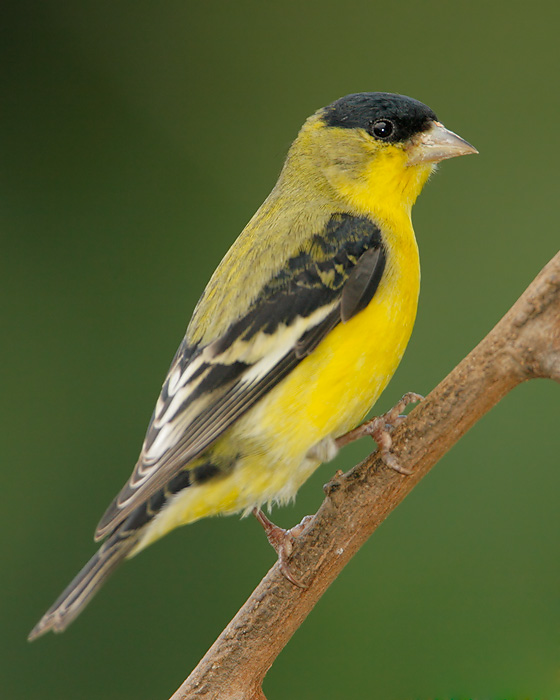 Lesser Goldfinch