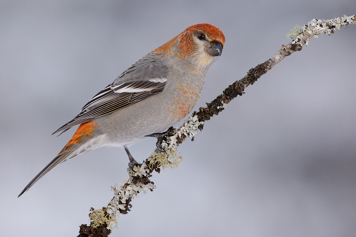 Pine Grosbeak