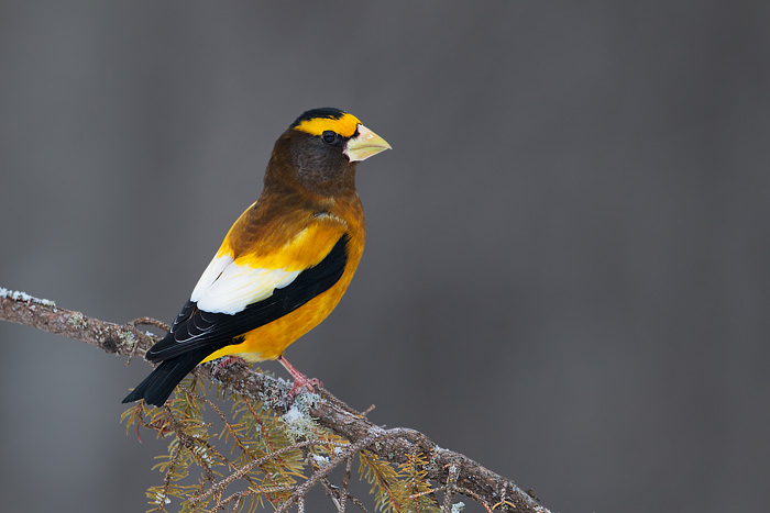 Evening Grosbeak