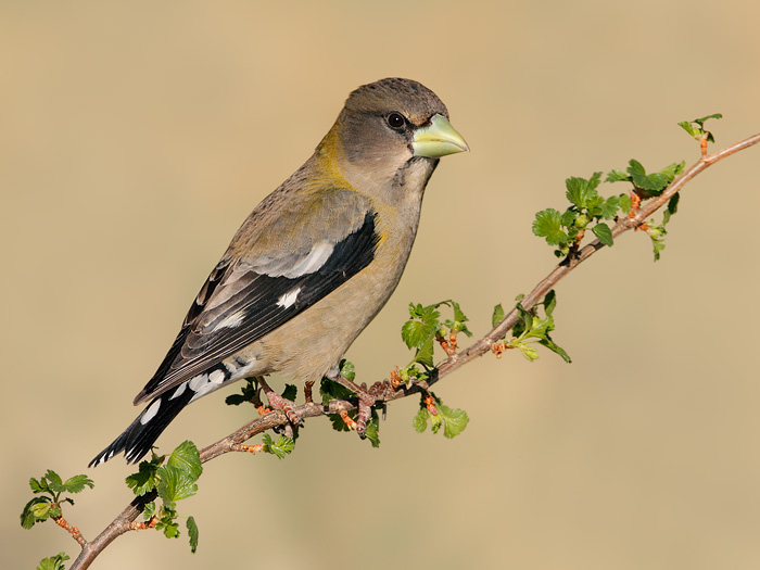 Evening Grosbeak