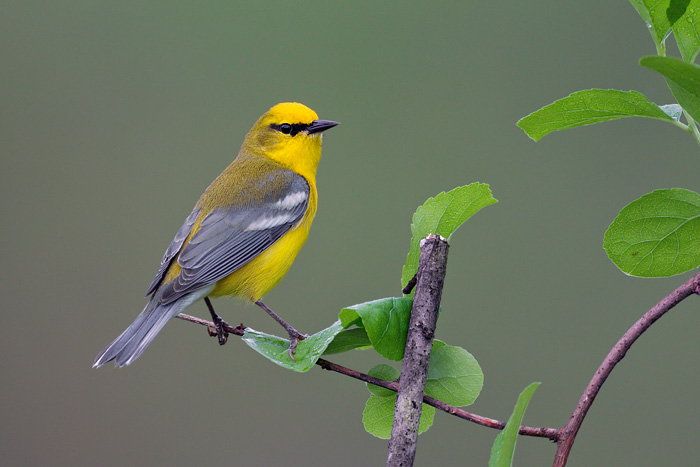 Blue-winged Warbler
