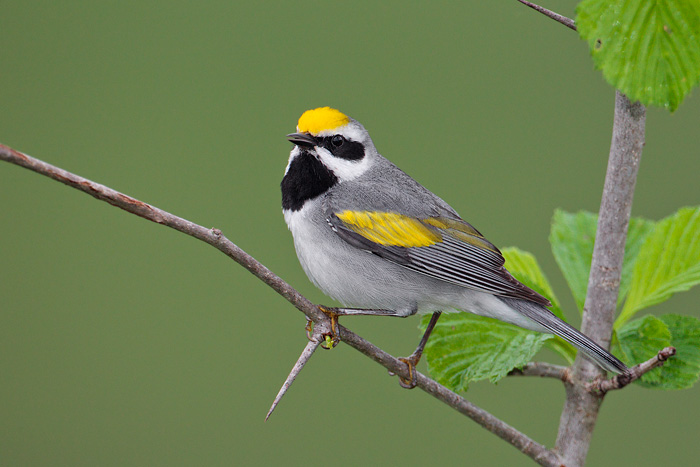 Golden-winged Warbler