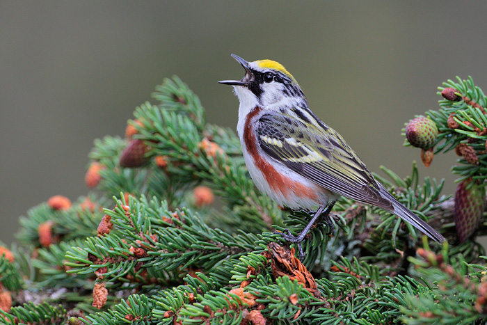 Chestnut-sided Warbler