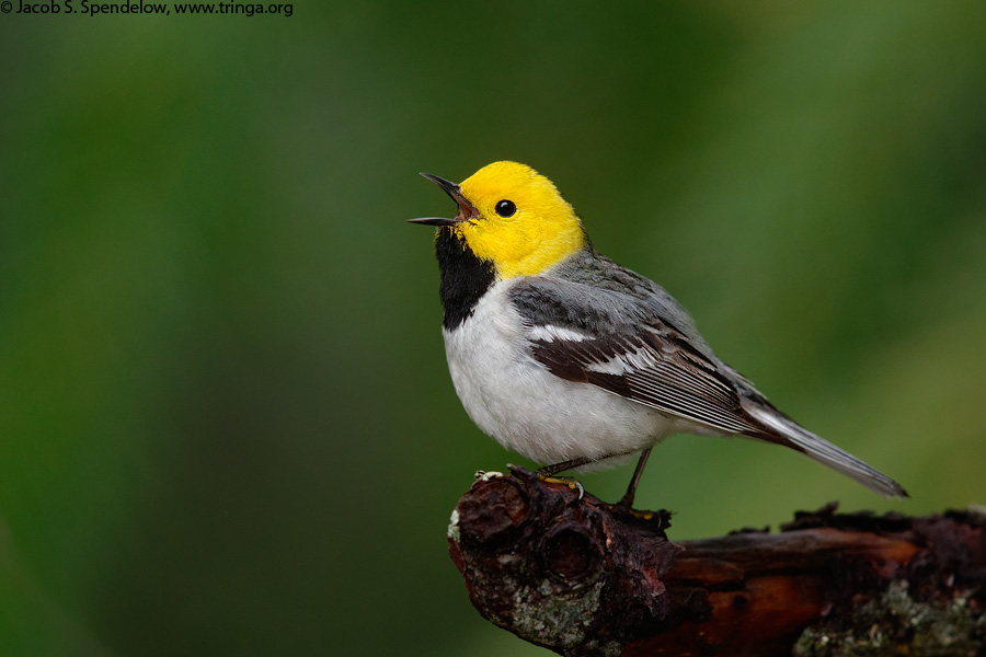 Hermit Warbler