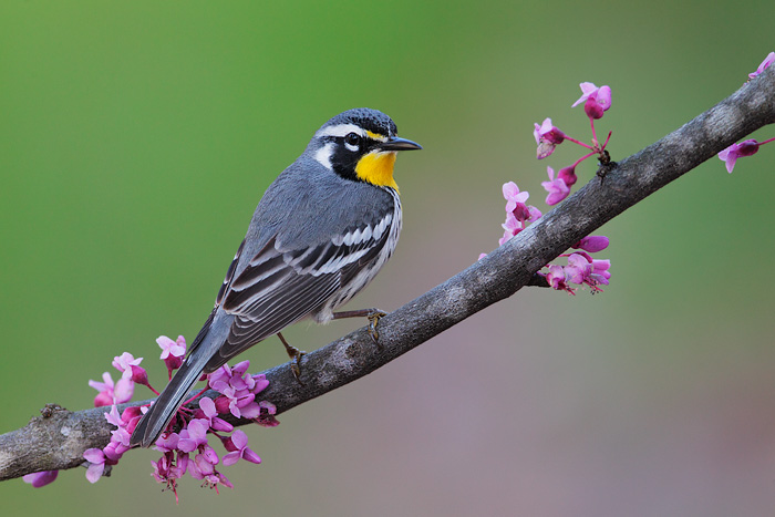 Yellow-throated Warbler