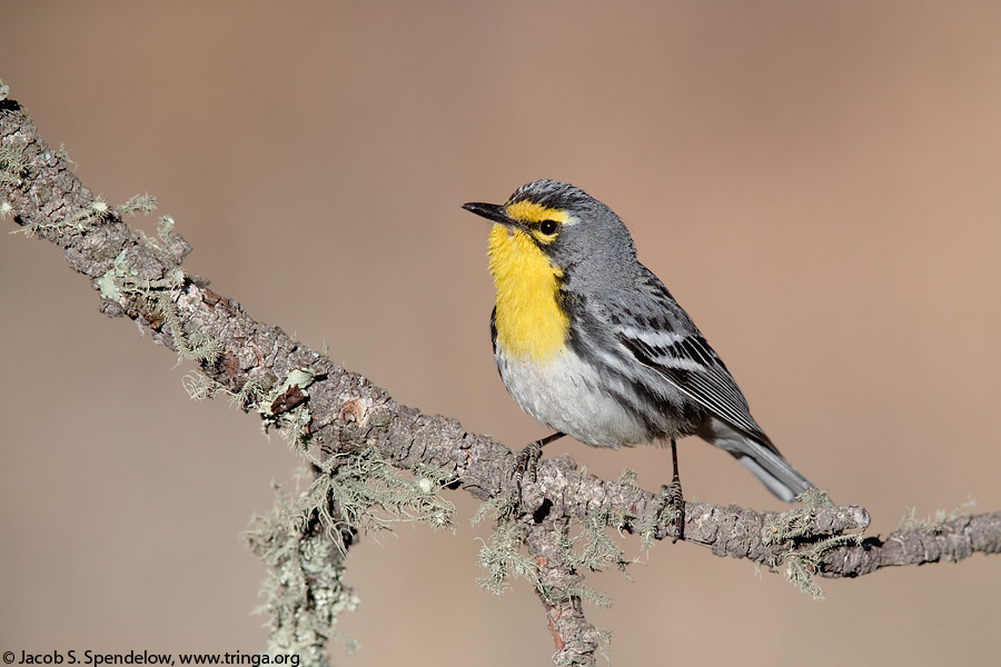 Grace's Warbler