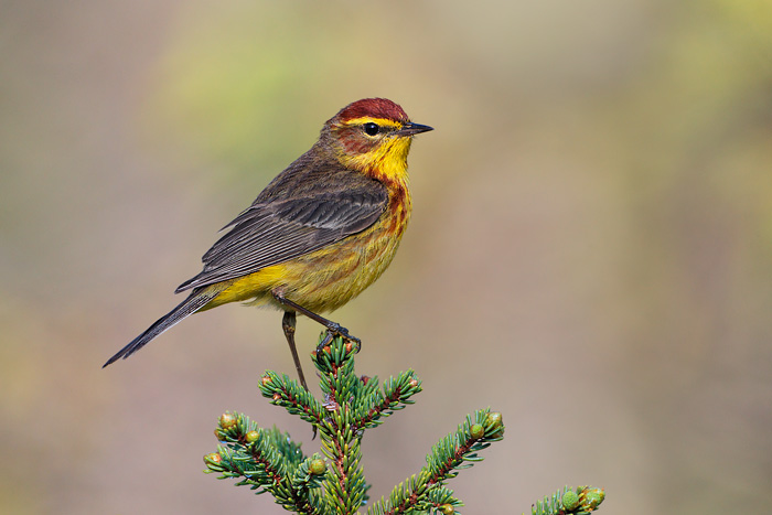 Palm Warbler