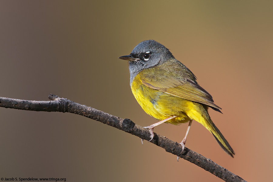 MacGillivray's Warbler