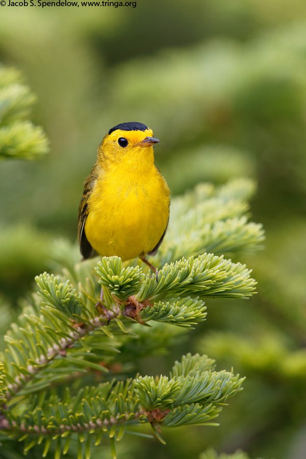 Wilson's Warbler