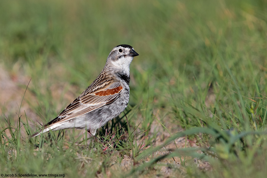 McCown's Longspur