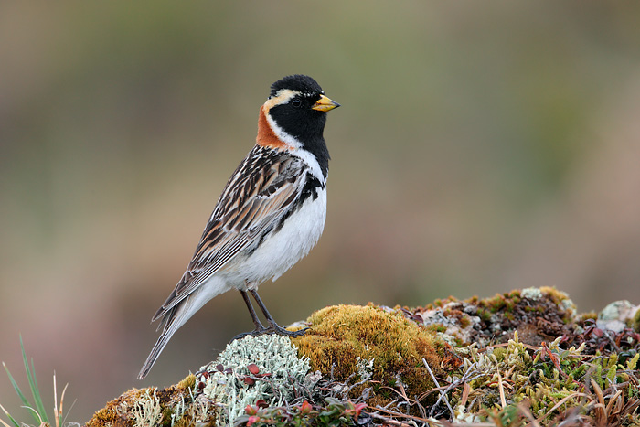 Lapland Longspur