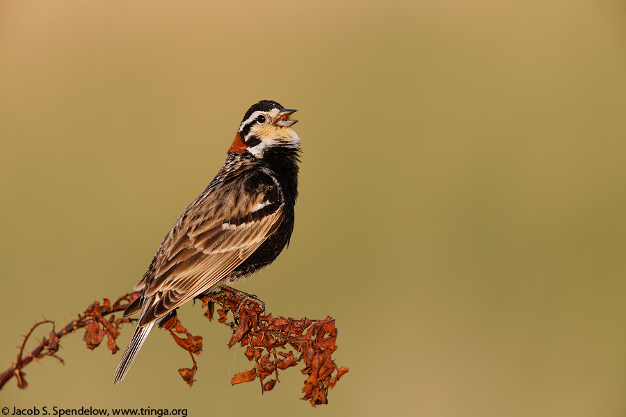 Chestnut-collared Longspur