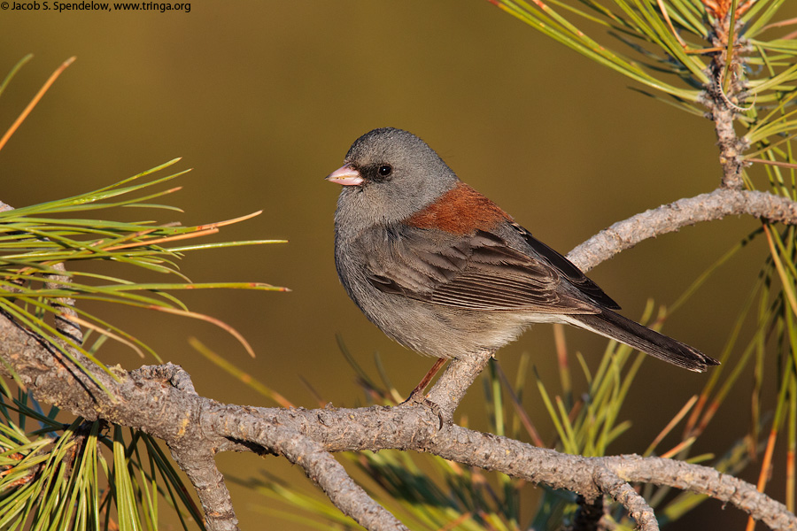 Dark-eyed Junco (Gray-headed Junco)