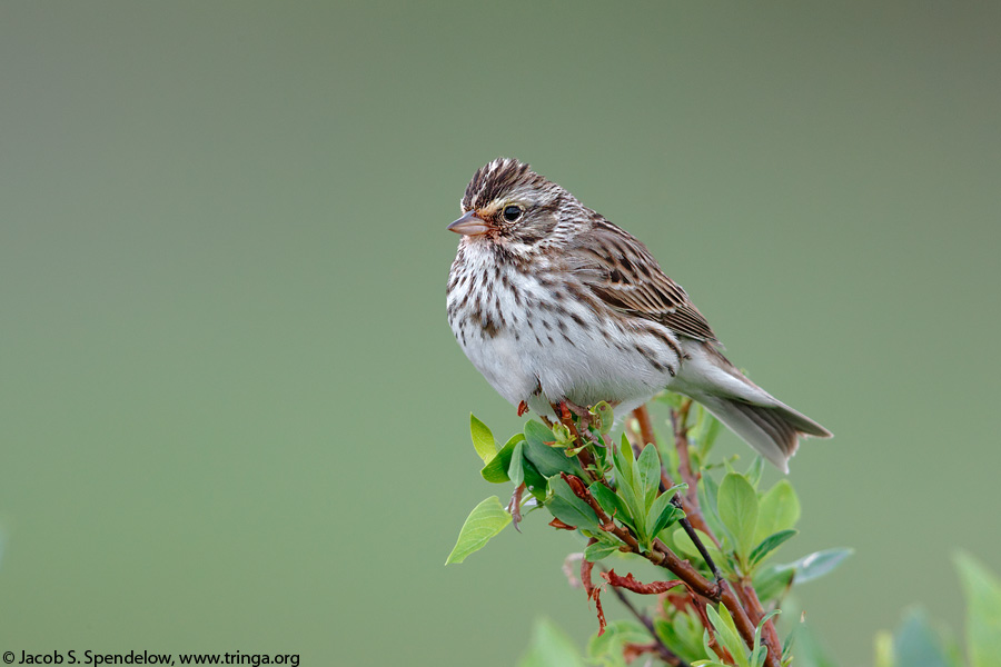 Savannah Sparrow