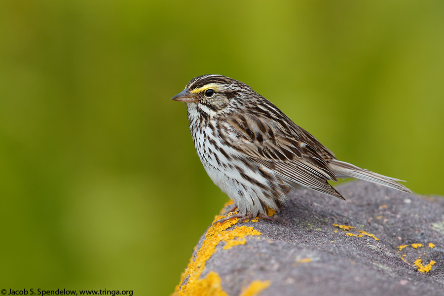 Savannah Sparrow