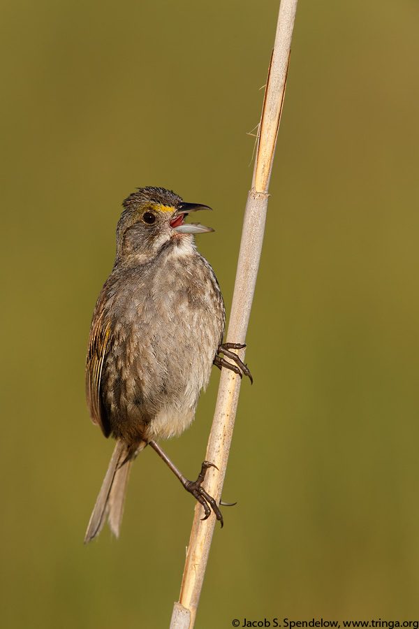 Seaside Sparrow