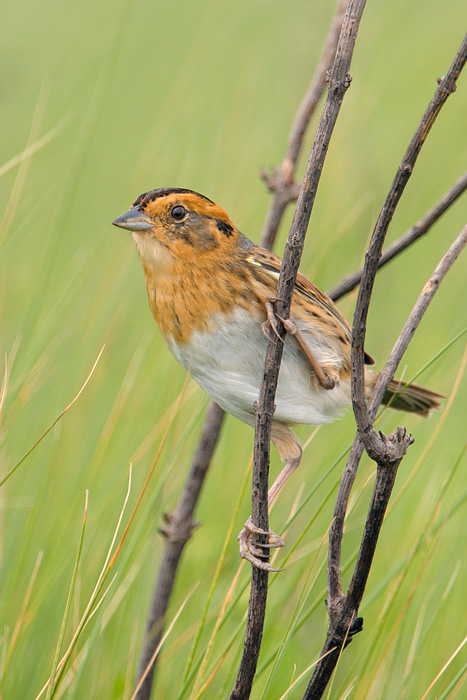 Nelson's Sparrow