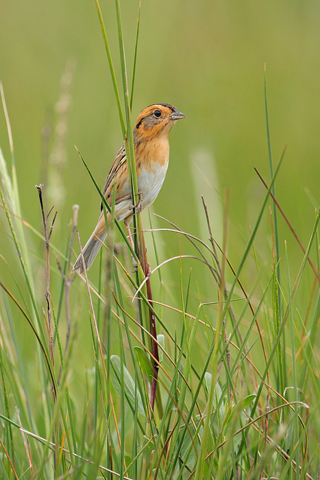 Nelson's Sparrow