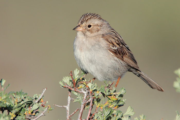 Brewer's Sparrow