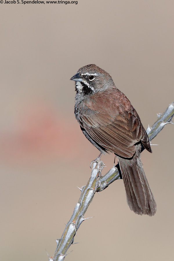 Five-striped Sparrow