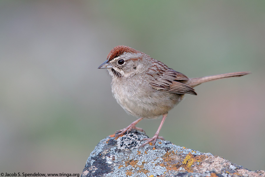 Rufous-crowned Sparrow