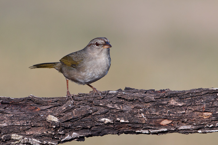 Olive Sparrow