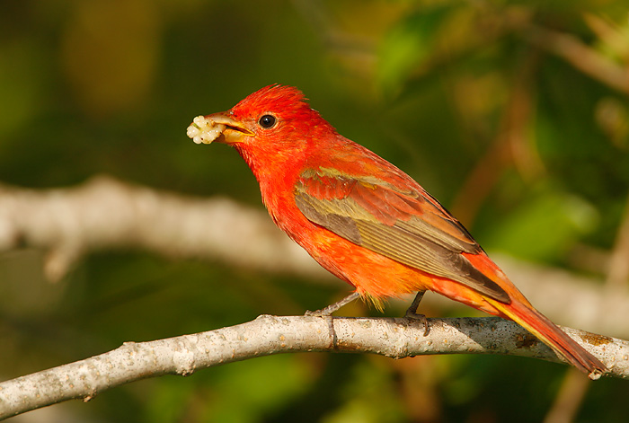 Summer Tanager