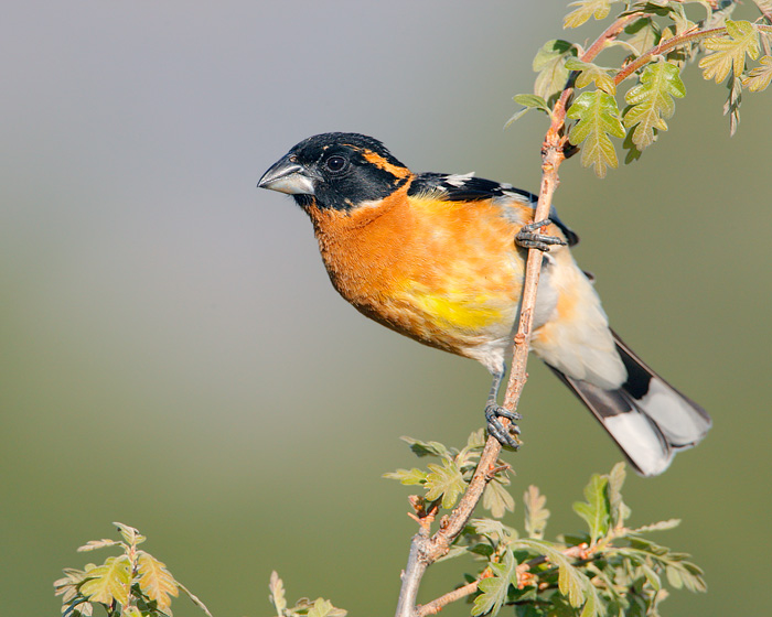 Black-headed Grosbeak