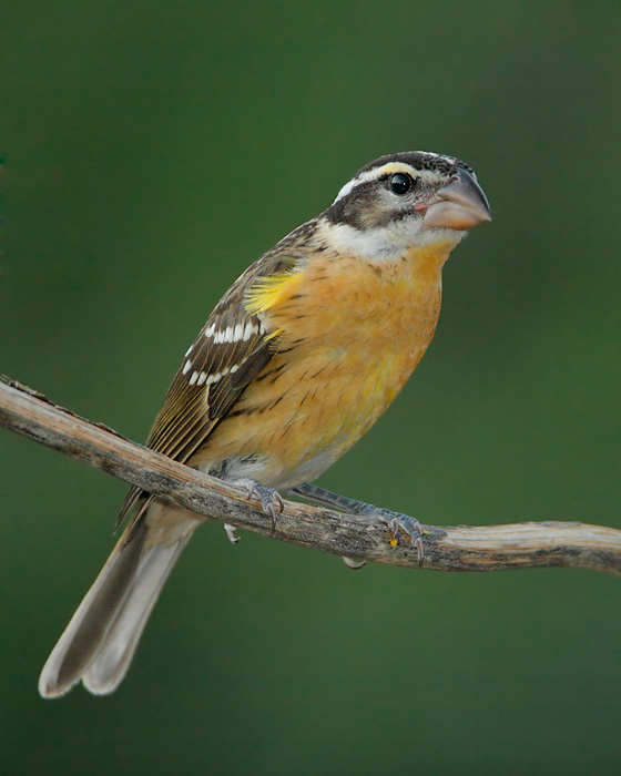 Black-headed Grosbeak