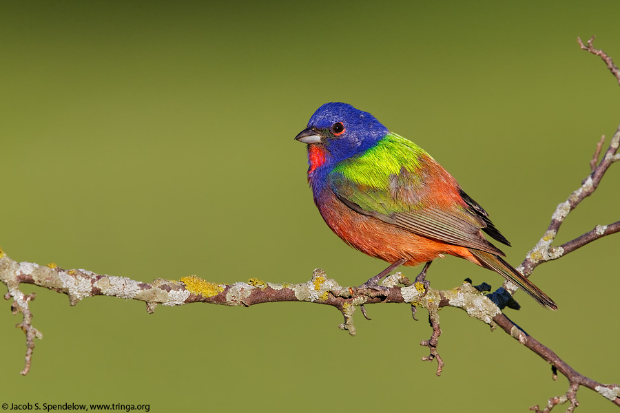 Painted Bunting