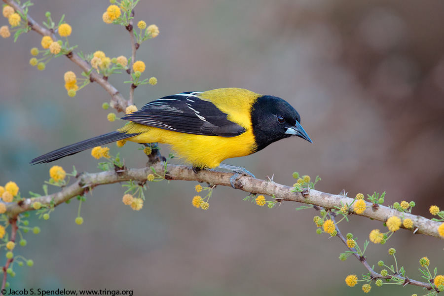 Audubon's Oriole