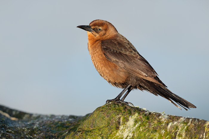 Boat-tailed Grackle