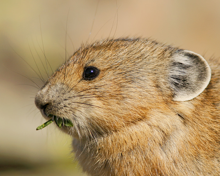 American Pika