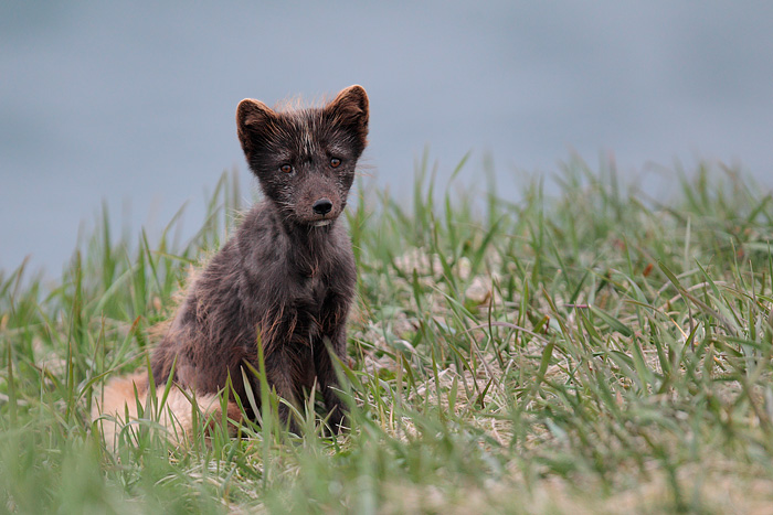 Arctic Fox