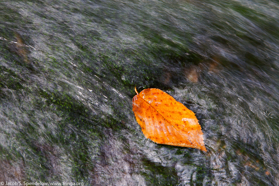 Leaf in Stream