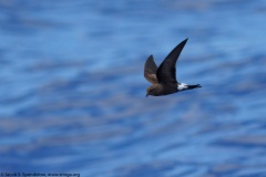 Wilson's Storm-Petrel