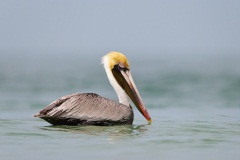 Brown Pelican