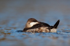 Ruddy Duck