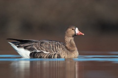 Greater White-fronted Goose
