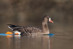 Greater White-fronted Goose